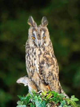 [虎斑木菟漢化] [稍日向] 明日、世界が終わるなら (コミック エグゼ 06) 倘若、明天就是世界末日 (COMIC ExE 06)_027